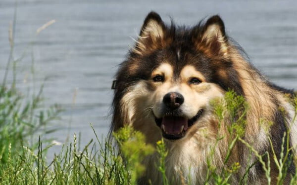 30 raças raras de cachorros que provavelmente você não conhece raças raras de cachorros que provavelmente você não conhece