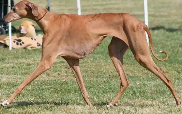 30 raças raras de cachorros que provavelmente você não conhece raças raras de cachorros que provavelmente você não conhece