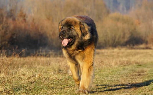 raças raras de cachorros que provavelmente você não conhece