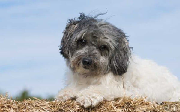 raças raras de cachorros que provavelmente você não conhece