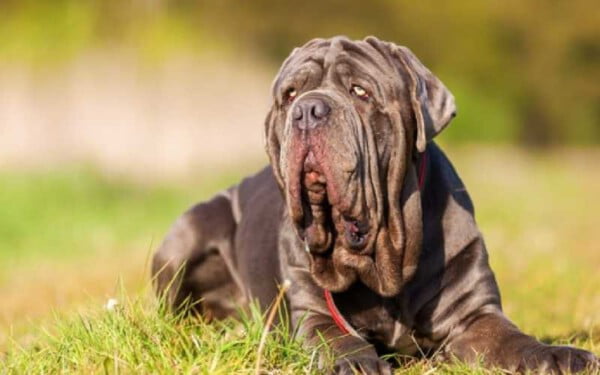 30 raças raras de cachorros que provavelmente você não conhece raças raras de cachorros que provavelmente você não conhece
