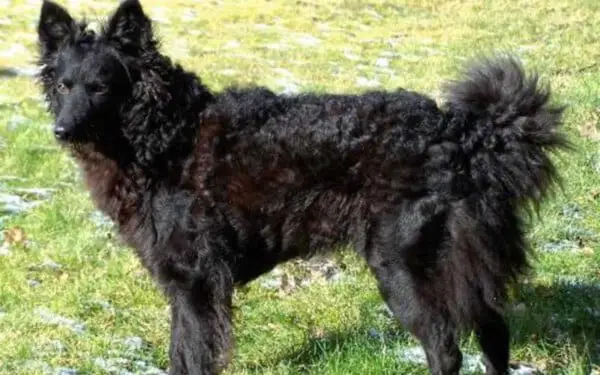 30 raças raras de cachorros que provavelmente você não conhece raças raras de cachorros que provavelmente você não conhece