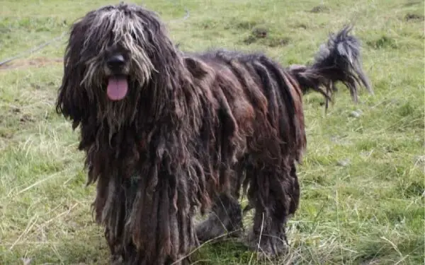 raças raras de cachorros que provavelmente você não conhece