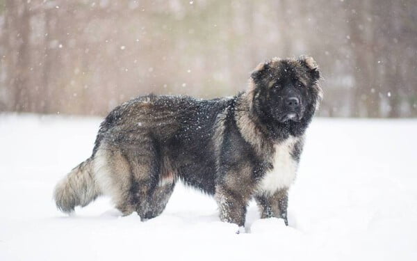 raças raras de cachorros que provavelmente você não conhece