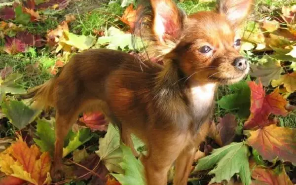 30 raças raras de cachorros que provavelmente você não conhece raças raras de cachorros que provavelmente você não conhece