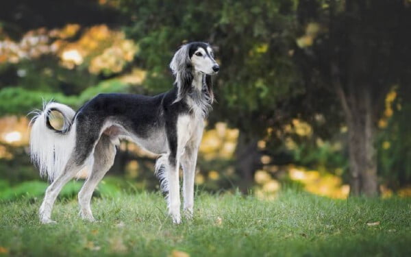 raças raras de cachorros que provavelmente você não conhece