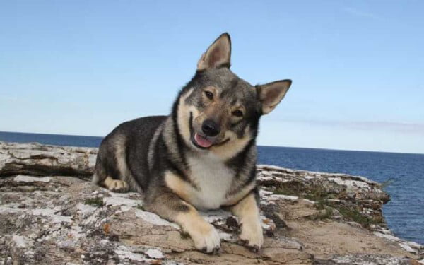 30 raças raras de cachorros que provavelmente você não conhece raças raras de cachorros que provavelmente você não conhece
