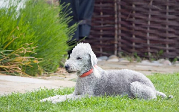 30 raças raras de cachorros que provavelmente você não conhece raças raras de cachorros que provavelmente você não conhece