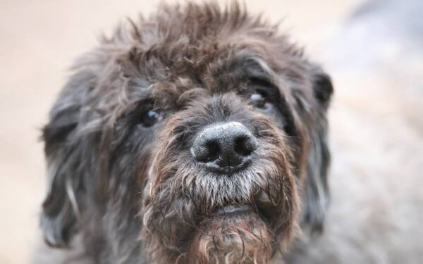 30 raças raras de cachorros que provavelmente você não conhece raças raras de cachorros que provavelmente você não conhece
