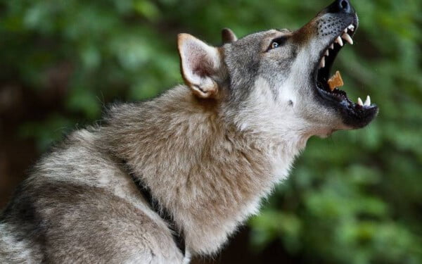 raças raras de cachorros que provavelmente você não conhece