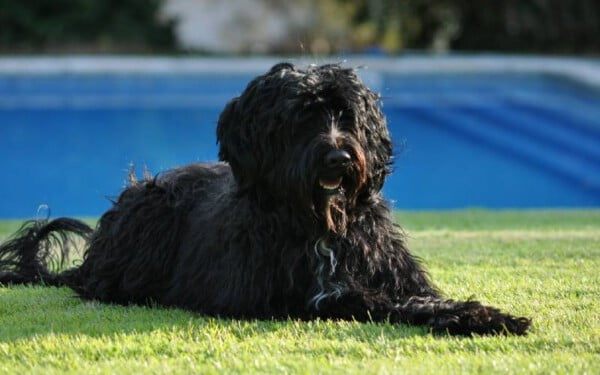 30 raças raras de cachorros que provavelmente você não conhece raças raras de cachorros que provavelmente você não conhece