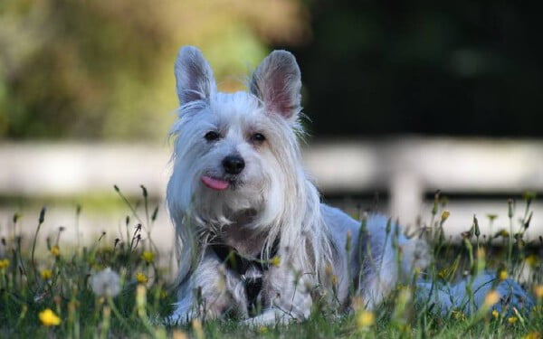 raças raras de cachorros que provavelmente você não conhece