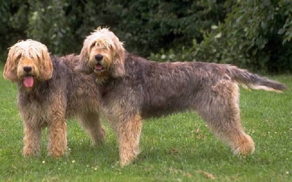 raças raras de cachorros que provavelmente você não conhece