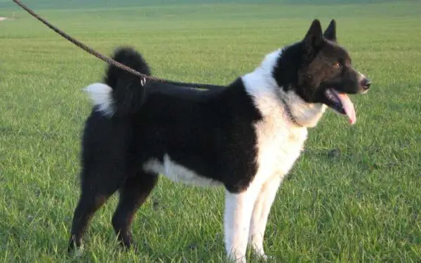30 raças raras de cachorros que provavelmente você não conhece raças raras de cachorros que provavelmente você não conhece