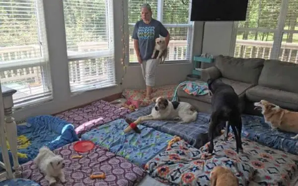 Americano cria asilo para cães idosos abandonados americano-cria-asilo-para-caes-idosos-abandonados 1