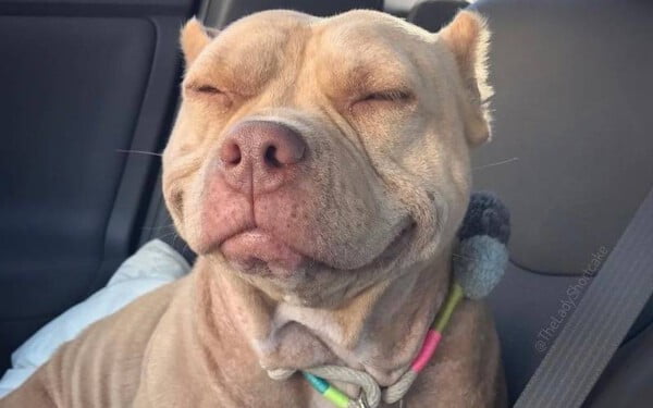 Sorriso encantador de cachorra resgatada viraliza na internet Sorriso encantador de cachorra resgatada viraliza na internet