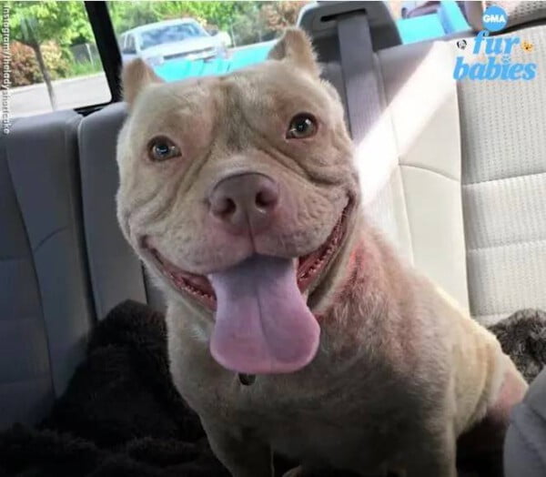 Sorriso encantador de cachorra resgatada viraliza na internet