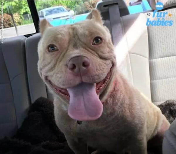 Sorriso encantador de cachorra resgatada viraliza na internet Sorriso encantador de cachorra resgatada viraliza na internet