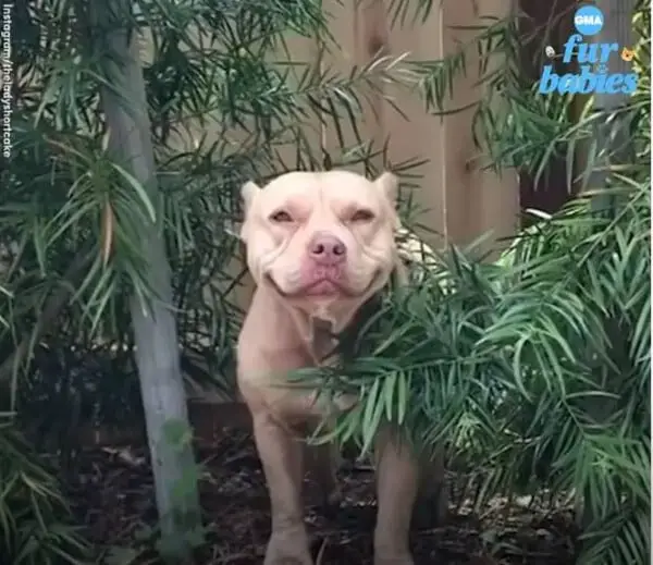 Sorriso encantador de cachorra resgatada viraliza na internet Sorriso encantador de cachorra resgatada viraliza na internet