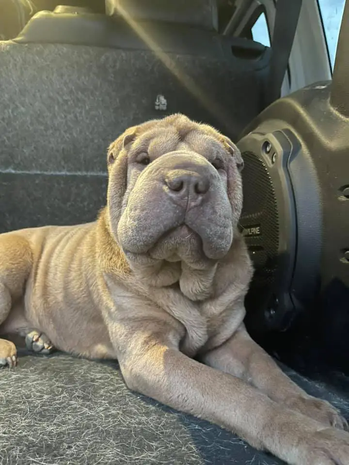 Usuária de drogas sequestra cachorra; tutor se oferece para pagar tratamento Usuária de drogas sequestra cachorra; tutor se oferece para pagar tratamento