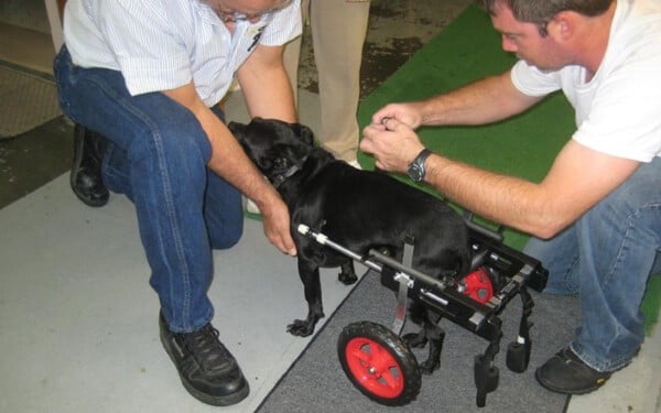 Veterinário aposentado de 92 anos faz cadeiras de rodas para animais com deficiência