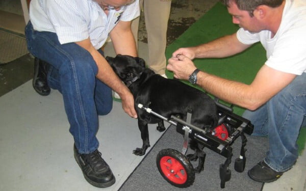 Veterinário aposentado de 92 anos faz cadeiras de rodas para animais com deficiência Veterinário aposentado de 92 anos faz cadeiras de rodas para animais com deficiência