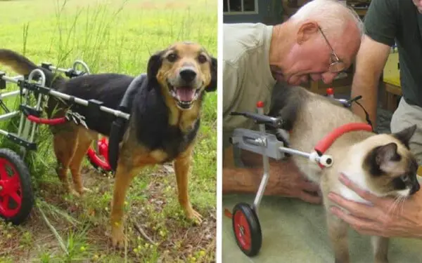 Veterinário aposentado de 92 anos faz cadeiras de rodas para animais com deficiência Veterinário aposentado de 92 anos faz cadeiras de rodas para animais com deficiência