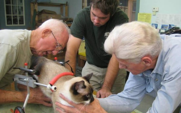 Veterinário aposentado de 92 anos faz cadeiras de rodas para animais com deficiência veterinario-faz-cadeiras-de-rodas-para-animais-1