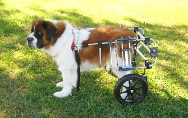Veterinário aposentado de 92 anos faz cadeiras de rodas para animais com deficiência veterinario-faz-cadeiras-de-rodas-para-animais-2