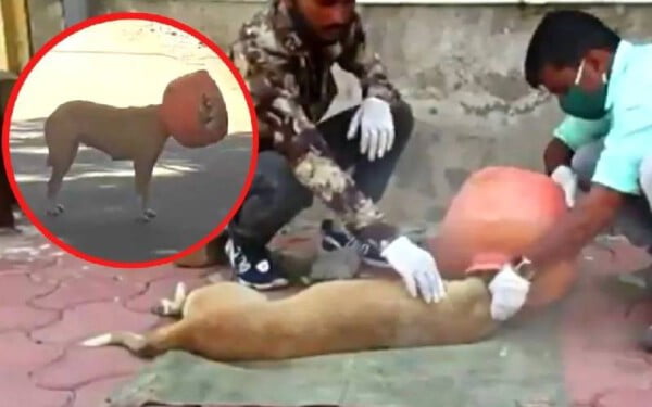Cachorra com jarra plástica na cabeça é resgatada. Veja o vídeo cachorra-com-jarra-plastica-na-cabeca-e-resgatada