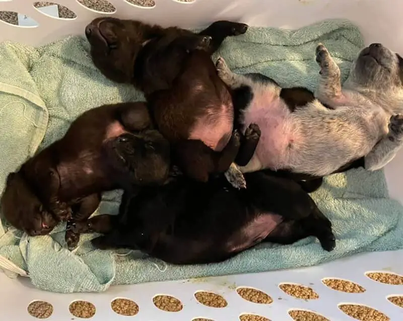 Cachorra resgatada adota filhotes órfãos após perder sua própria ninhada Cachorra resgatada adota filhotes órfãos após perder sua própria ninhada