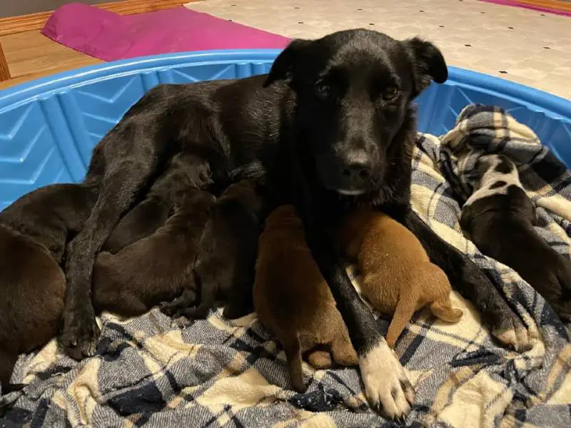 Cachorra resgatada adota filhotes órfãos após perder sua própria ninhada Cachorra resgatada adota filhotes órfãos após perder sua própria ninhada