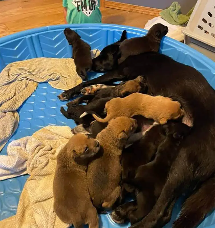 Cachorra resgatada adota filhotes órfãos após perder sua própria ninhada Cachorra resgatada adota filhotes órfãos após perder sua própria ninhada