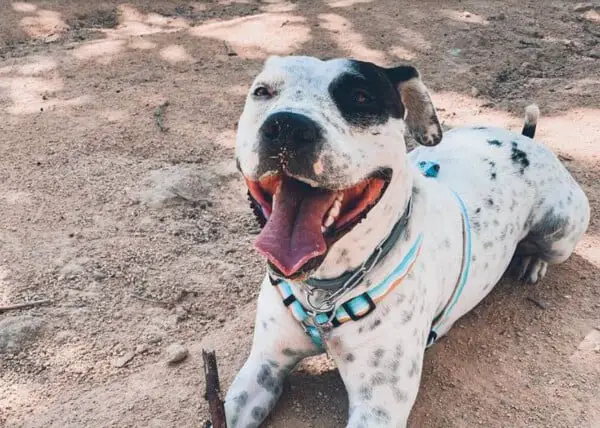 Cachorra espera ansiosa seu brinquedo predileto ser consertado, não quer se separar dele por nenhum momento cachorra-nao-quer-se-separar-do-seu-brinquedo-predileto