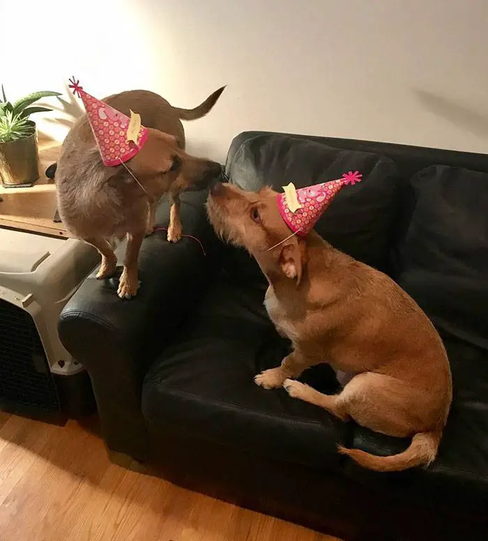 Cachorro encontra gêmeo e convence a família a adotar o irmão cachorro-encontra-gemeo-e-convence-a-familia-a-adotar-o-irmao