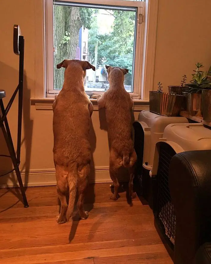 Cachorro encontra gêmeo e convence a família a adotar o irmão Cachorro encontra gêmeo e convence a família a adotar o irmão