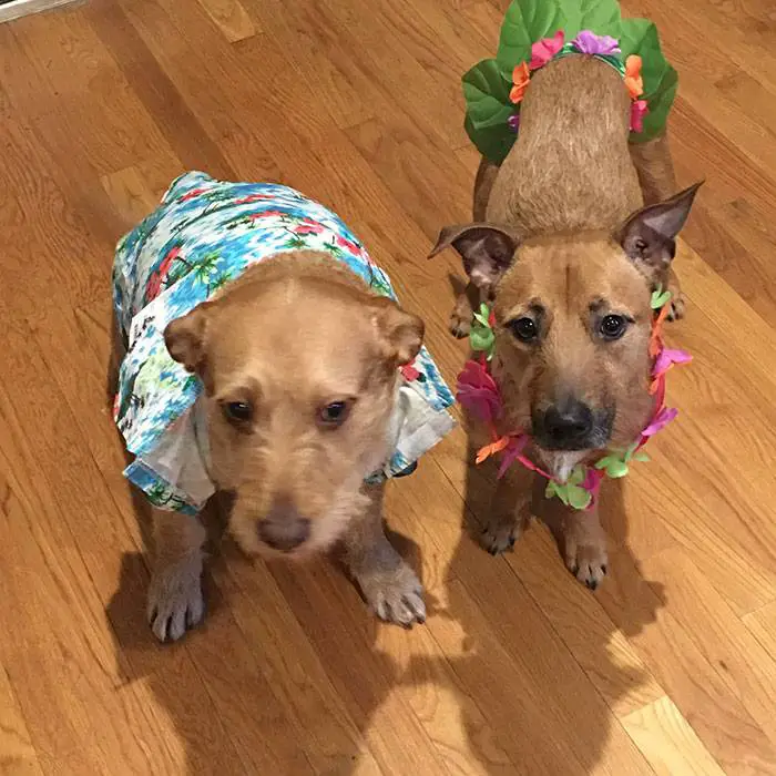 Cachorro encontra gêmeo e convence a família a adotar o irmão Cachorro encontra gêmeo e convence a família a adotar o irmão