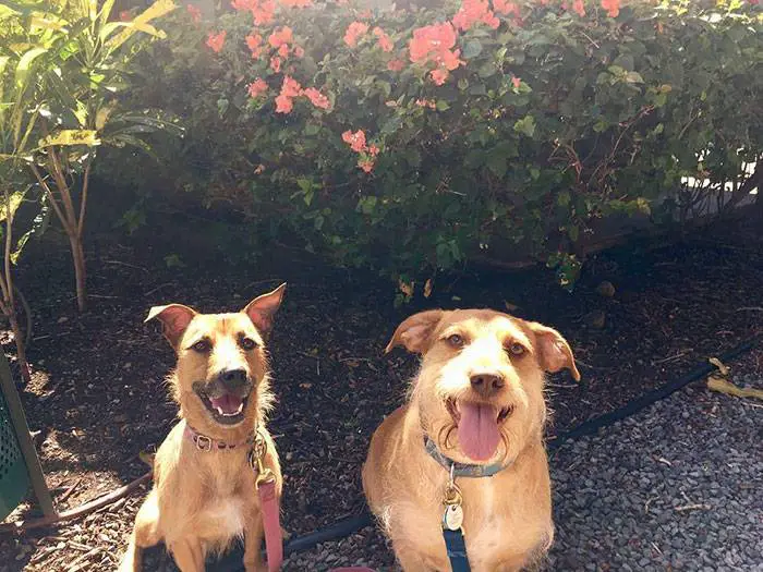 Cachorro encontra gêmeo e convence a família a adotar o irmão Cachorro encontra gêmeo e convence a família a adotar o irmão