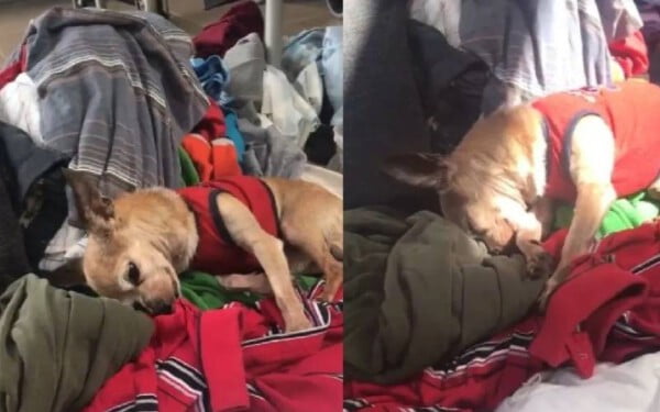 Cachorro deita nas roupas do seu humano falecido para diminuir a saudade cachorro-fica-nas-roupas-do-tutor-para-matar-a-saudade