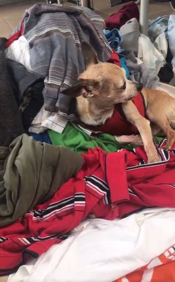 Cachorro deita nas roupas do seu humano falecido para diminuir a saudade Cachorro-fica-nas-roupas-do-tutor-para-matar-a-saudade
