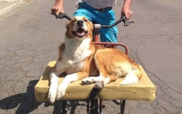 Idoso adapta bicicleta para passear com o seu cachorro idoso-adapta-bicicleta-para-passear-com-o-cachorro