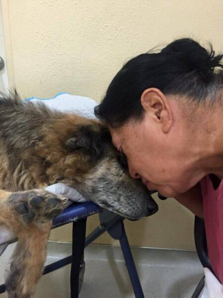 Mulher se despede de seu cão resgatado e salvo há 17 anos mulher-se-despede-de-cao-resgatado