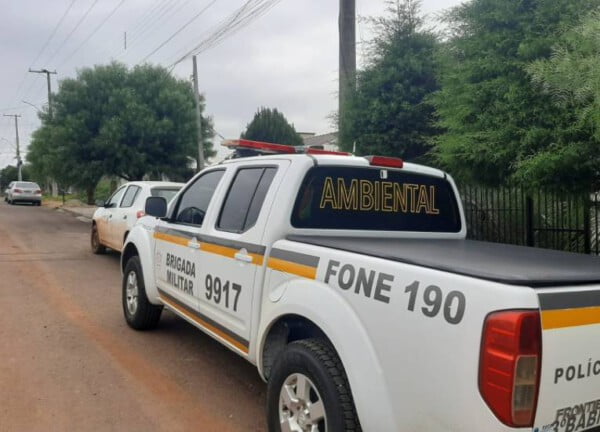 Cerca de 50 cães vítimas de maus tratos são resgatados em Passo Fundo Cerca de 50 cães vítimas de maus tratos são resgatados em Passo Fundo