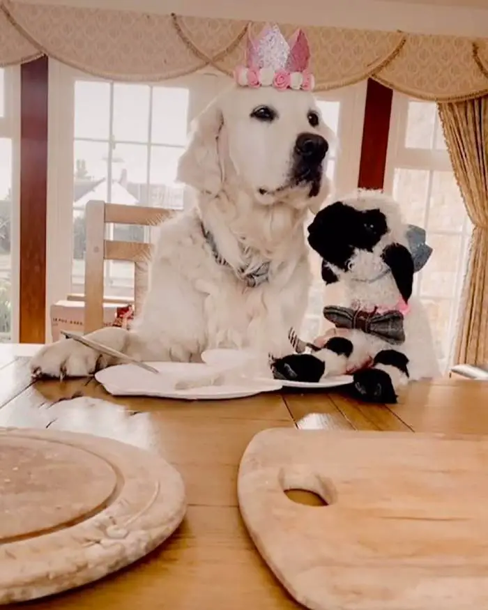 Cachorra adota cordeiro rejeitado pela mãe Cachorra adota cordeiro rejeitado pela mãe