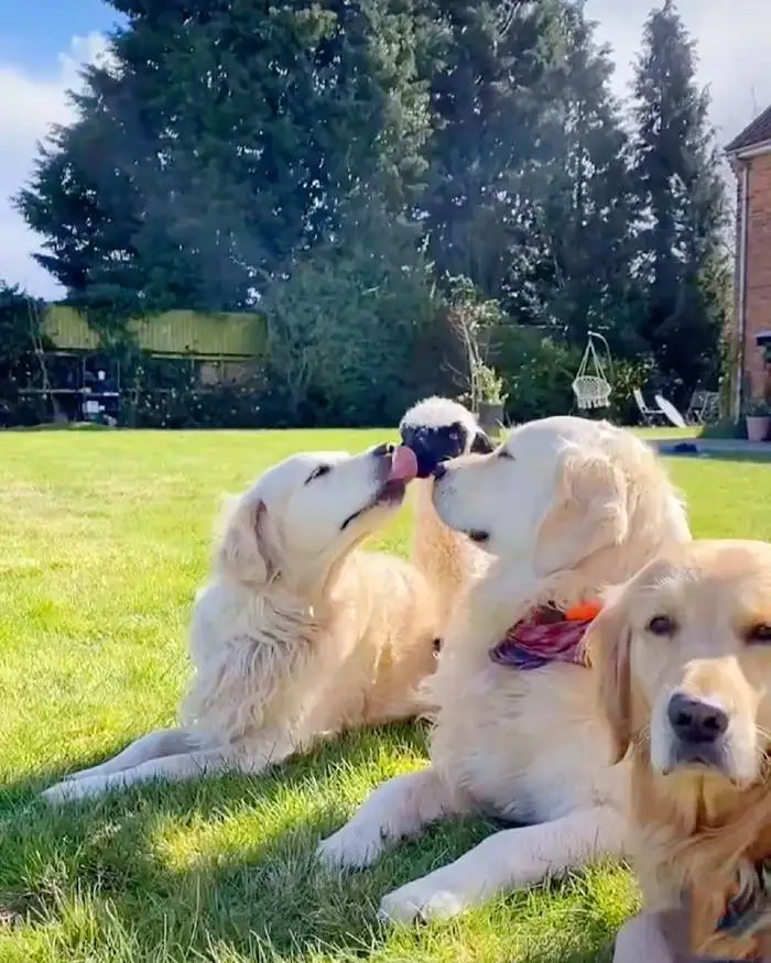 Cachorra adota cordeiro rejeitado pela mãe Cachorra adota cordeiro rejeitado pela mãe