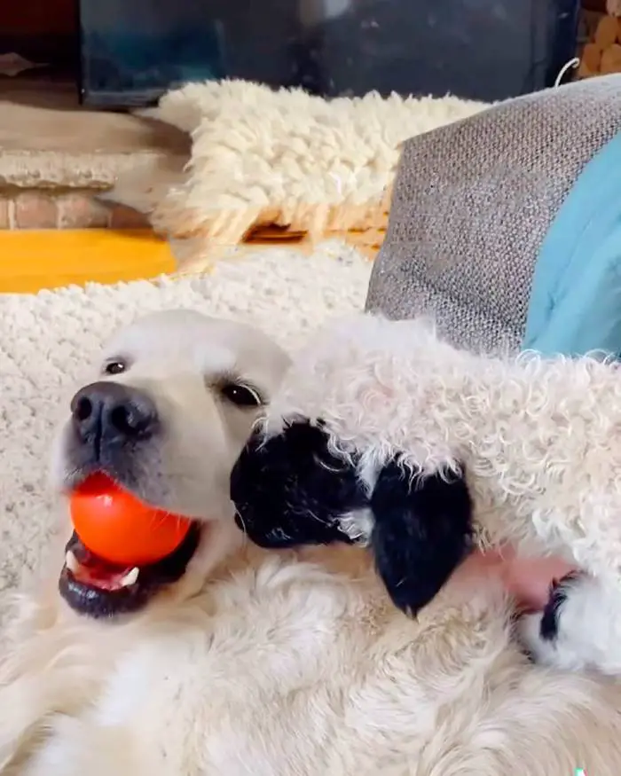 Cachorra adota cordeiro rejeitado pela mãe Cachorra adota cordeiro rejeitado pela mãe