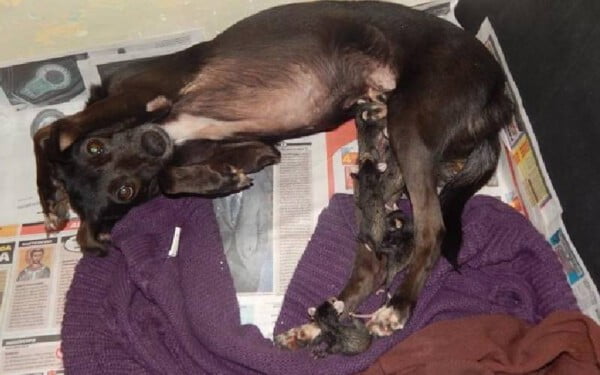 Cachorra se torna mãe adotiva de 7 gambás órfãos Cachorra se torna mãe adotiva de 7 gambás orfãos