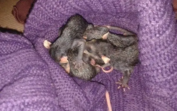 Cachorra se torna mãe adotiva de 7 gambás órfãos Cachorra se torna mãe adotiva de 7 gambás orfãos