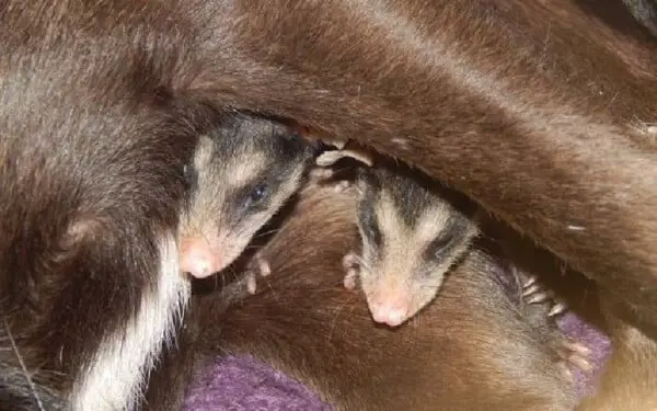 Cachorra se torna mãe adotiva de 7 gambás órfãos Cachorra se torna mãe adotiva de 7 gambás orfãos
