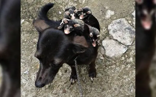 Cachorra se torna mãe adotiva de 7 gambás órfãos Cachorra se torna mãe adotiva de 7 gambás orfãos
